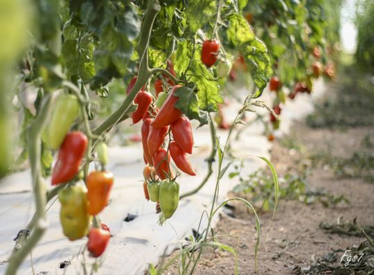 Image appuyant le texte