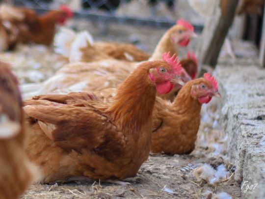 Image appuyant le texte