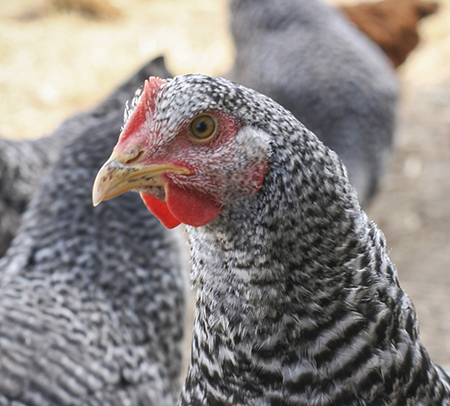 Image appuyant le texte