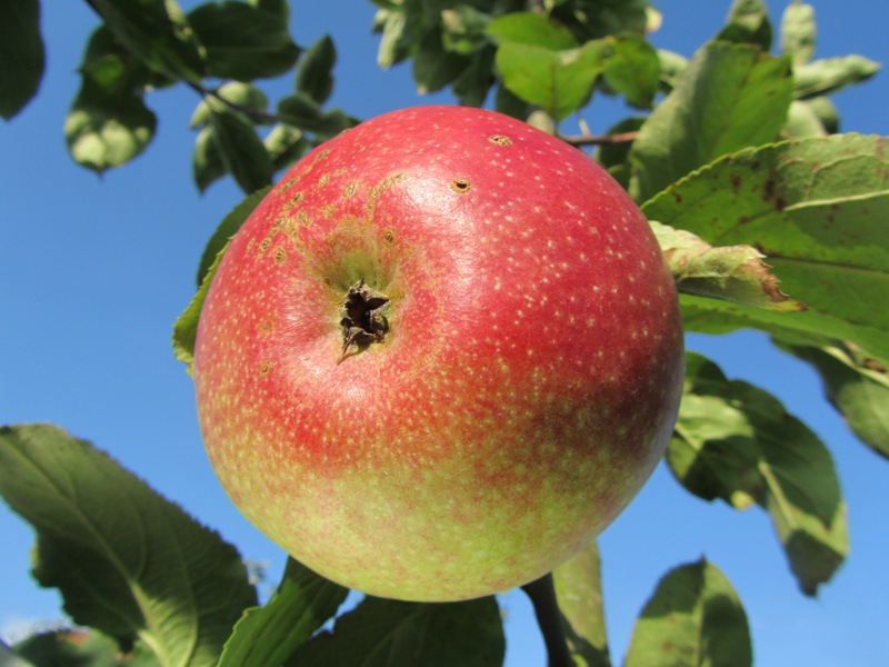 Pommes REINETTE étoilée